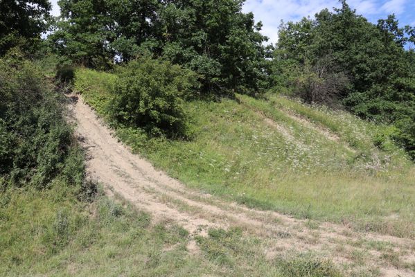 Hradec Králové, Svinary, 7.8.2021
Svinárky - Dehetník. Terénní automobily udržují volnou půdu.
Klíčová slova: Hradec Králové Svinary Svinárky Dehetník Agriotes gallicus