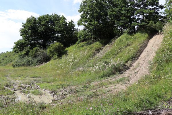 Hradec Králové, Svinary, 7.8.2021
Svinárky - Dehetník. Terénní automobily udržují volnou půdu.
Klíčová slova: Hradec Králové Svinary Svinárky Dehetník Agriotes gallicus