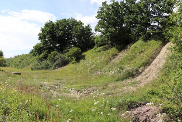 Hradec Králové, Svinary, 7.8.2021
Svinárky - Dehetník. Terénní automobily udržují volnou půdu.
Klíčová slova: Hradec Králové Svinary Svinárky Dehetník Agriotes gallicus