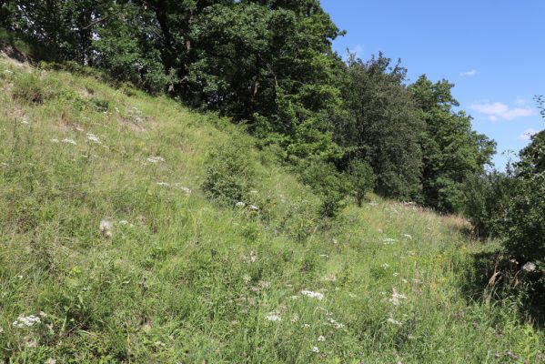 Hradec Králové, Svinary, 7.8.2021
Svinárky - Dehetník. 
Klíčová slova: Hradec Králové Svinary Svinárky Dehetník