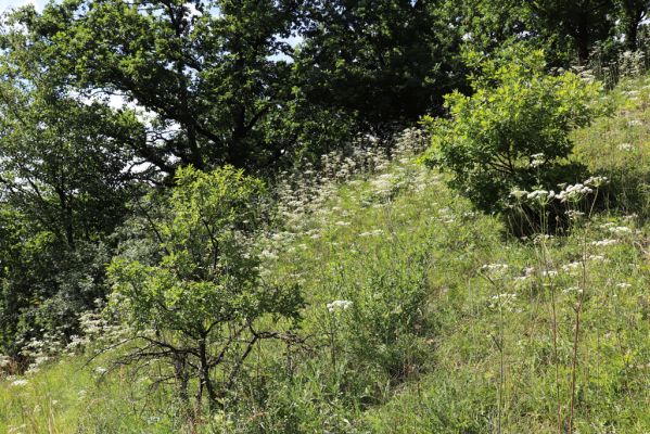 Hradec Králové, Svinary, 7.8.2021
Svinárky - Dehetník. 
Klíčová slova: Hradec Králové Svinary Svinárky Dehetník
