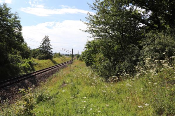 Hradec Králové, Svinary, 7.8.2021
Svinárky - Dehetník. 
Klíčová slova: Hradec Králové Svinary Svinárky Dehetník