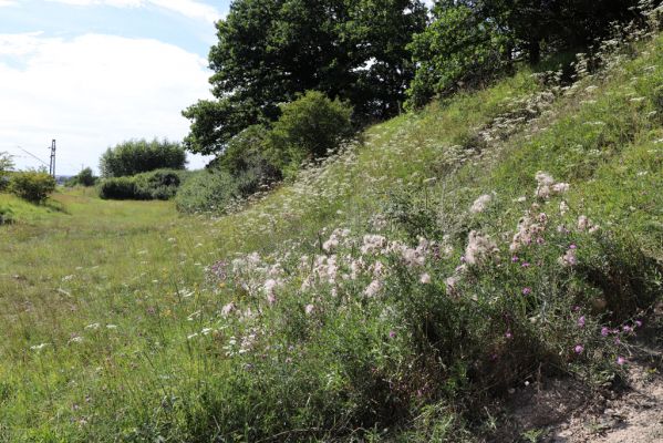 Hradec Králové, Svinary, 7.8.2021
Svinárky - Dehetník.
Klíčová slova: Hradec Králové Svinary Svinárky Dehetník Agriotes gallicus