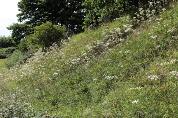 Hradec Králové, Svinary, 7.8.2021
Svinárky - Dehetník.
Mots-clés: Hradec Králové Svinary Svinárky Dehetník Agriotes gallicus