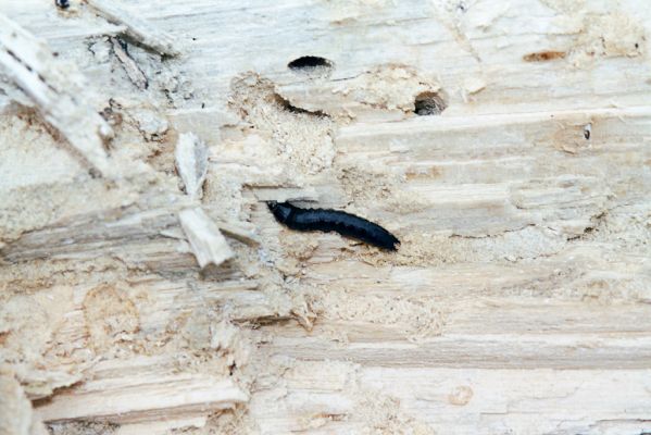 Dešov, 10.4.2004
Suchá hora. Larva kovaříka Stenagostus rhombeus v trouchnivém dřevě padlého kmene habru.


Mots-clés: Dešov Suchá hora Stenagostus rhombeus