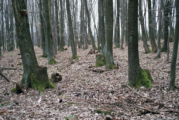 Dešov, 10.4.2004
Suchá hora.

Klíčová slova: Dešov Suchá hora Melanotus villosus Ampedus balteatus erythrogonus pomorum