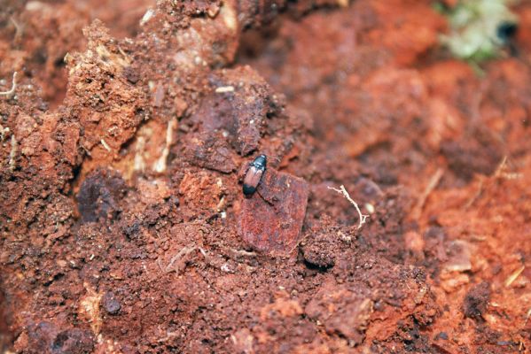 Dešov, 10.4.2004
Suchá hora. Kovařík Ampedus balteatus v trouchnivém dřevě pařezu dubu.
Klíčová slova: Dešov Suchá hora Ampedus balteatus