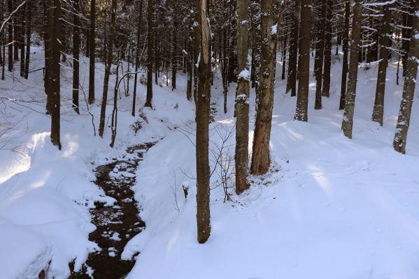 Deštné v Orlických horách, 15.2.2021
Javory u potoka mezi Zákoutím a Luisiným údolím.
Klíčová slova: Deštné v Orlických horách Orlické hory údolí Bělé Phloeostichus denticollis