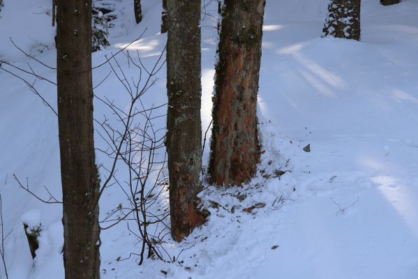 Deštné v Orlických horách, 15.2.2021
Javory u potoka mezi Zákoutím a Luisiným údolím.
Klíčová slova: Deštné v Orlických horách Orlické hory Zákoutí Phloeostichus denticollis