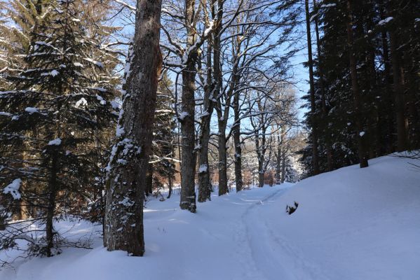 Liberk, 15.2.2021
Údolí Zdobnice pod Anenskou hutí.
Keywords: Liberk Orlické hory údolí Zdobnice Anenská huť Phloeostichus denticollis