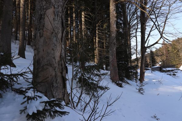 Deštné v Orlických horách, 15.2.2021
Údolí Bělé pod Šerlišským dolem.
Klíčová slova: Deštné v Orlických horách Orlické hory údolí Bělé Phloeostichus denticollis