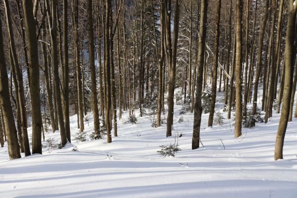 Deštné v Orlických horách, 15.2.2021
Šerlišský důl.
Klíčová slova: Deštné v Orlických horách Orlické hory Šerlišský důl