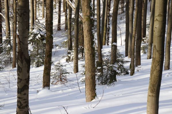 Deštné v Orlických horách, 15.2.2021
Šerlišský důl.
Klíčová slova: Deštné v Orlických horách Orlické hory Šerlišský důl