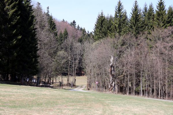 Orlické Záhoří, 20.4.2019
Trčkov - louka.
Schlüsselwörter: Orlické Záhoří Trčkov louka