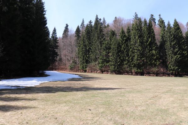 Orlické Záhoří, 20.4.2019
Trčkov - louka pod rezervací Trčkov.
Schlüsselwörter: Orlické Záhoří Trčkov louka