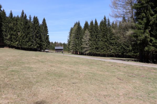 Orlické Záhoří, 20.4.2019
Trčkov - louka.
Schlüsselwörter: Orlické Záhoří Trčkov louka