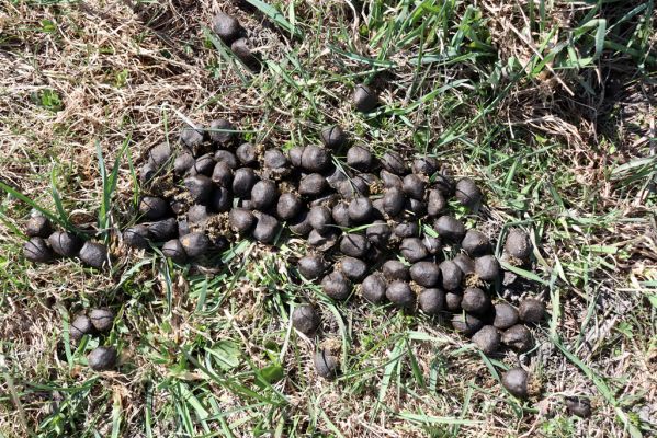 Orlické Záhoří, 20.4.2019
Trčkov - louka.
Klíčová slova: Orlické Záhoří Trčkov louka Cervus