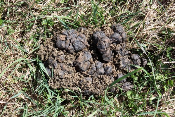 Orlické Záhoří, 20.4.2019
Trčkov - louka.
Klíčová slova: Orlické Záhoří Trčkov louka Cervus