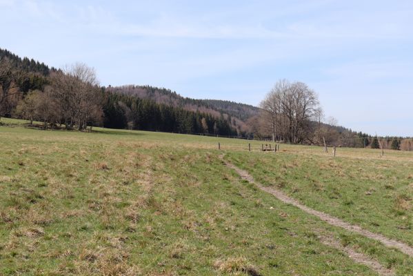 Orlické Záhoří, 20.4.2019
Trčkov - louka.
Klíčová slova: Orlické Záhoří Trčkov louka