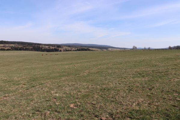 Orlické Záhoří, 20.4.2019
Zelenka – Jadrná, pastviny.
Klíčová slova: Orlické Záhoří Zelenka Jadrná pastvina