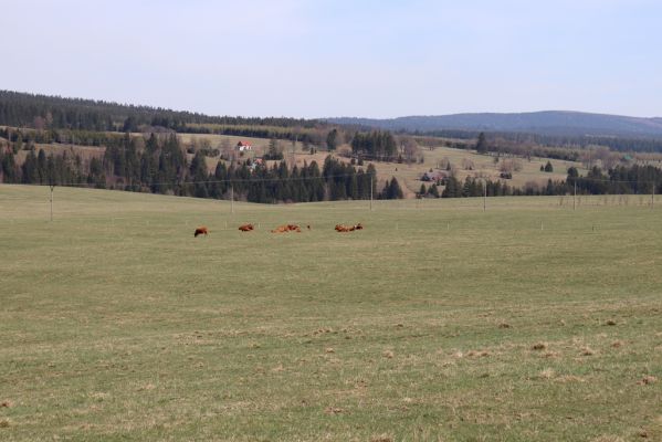 Orlické Záhoří, 20.4.2019
Zelenka – Jadrná, pastviny.
Klíčová slova: Orlické Záhoří Zelenka Jadrná pastvina