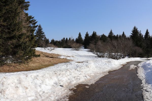 Deštné v Orlických horách, 25.2.2021
Louky v sedle Šerlich pod Masarykovou chatou.
Keywords: Orlické hory Deštné v Orlických horách sedlo Šerlich