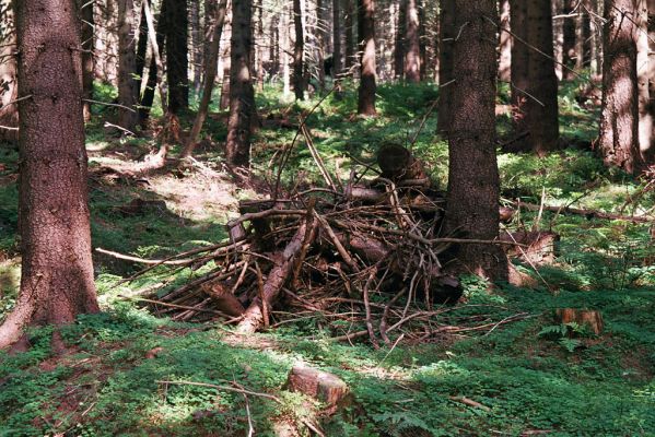 Orlické hory, Luisino údolí, 2.9.2004
Pod Velkou Deštnou - biotop kovaříka Denticollis interpositus.



Klíčová slova: Liberk Orlické hory Luisino údolí Pod Velkou Deštnou Denticollis interpositus