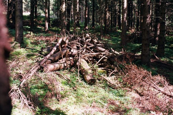Orlické hory, Luisino údolí, 2.9.2004
Pod Velkou Deštnou - biotop kovaříka Denticollis interpositus.
Klíčová slova: Liberk Orlické hory Luisino údolí Pod Velkou Deštnou Denticollis interpositus