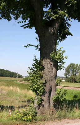 Žamberk, Dlouhoňovice, 21.8.2010
Přirozená ochrana proti krascům lipovým. Větve ve spodní části kmene lípy chrání strom před jeho nadměrným osluněním. 
Keywords: Žamberk Dlouhoňovice Lamprodila rutilans krasec lipový