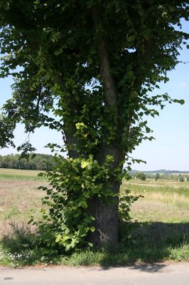 Žamberk, Dlouhoňovice, 21.8.2010
Přirozená ochrana proti krascům lipovým. Větve ve spodní části kmene lípy chrání strom před jeho nadměrným osluněním. 
Keywords: Žamberk Dlouhoňovice Lamprodila rutilans krasec lipový