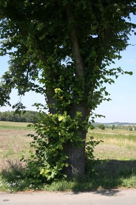 Žamberk, Dlouhoňovice, 21.8.2010
Přirozená ochrana proti krascům lipovým. Větve ve spodní části kmene lípy chrání strom před jeho nadměrným osluněním. 
Mots-clés: Žamberk Dlouhoňovice Lamprodila rutilans krasec lipový