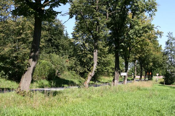 Žamberk, Dlouhoňovice, 21.8.2010
Lipová alej u Dlouhoňovického potoka.
Keywords: Žamberk Dlouhoňovice Lamprodila rutilans krasec lipový