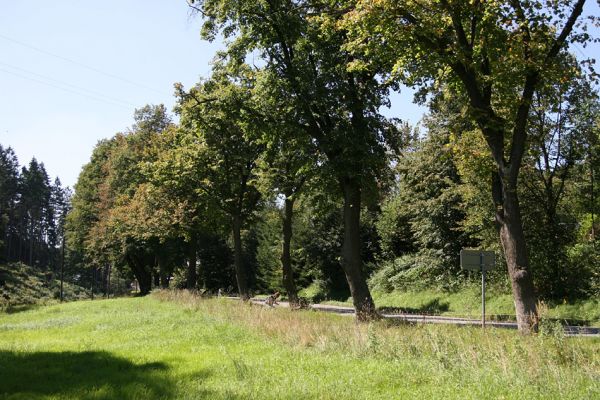 Žamberk, Dlouhoňovice, 21.8.2010
Lipová alej u Dlouhoňovického potoka.
Klíčová slova: Žamberk Dlouhoňovice Lamprodila rutilans krasec lipový