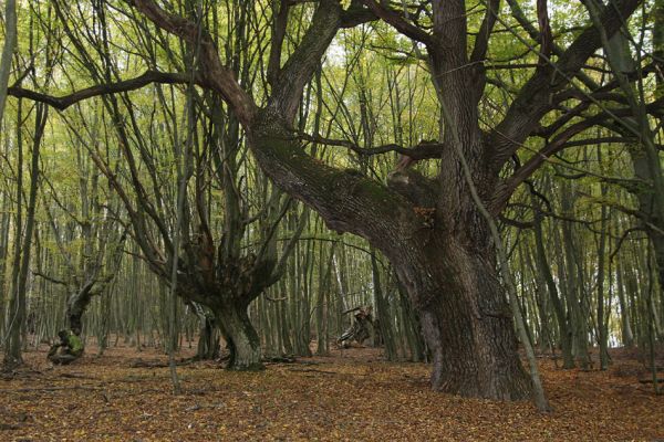 Dobrá Niva, 11.10.2014
Podzim v bývalém pastevním lese na úpatí Štiavnických vrchů.



Klíčová slova: Dobrá Niva