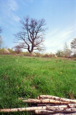 Dobrá Niva, 28.4.2001
Dub u drůbežárny.
Schlüsselwörter: Dobrá Niva drůbežárna