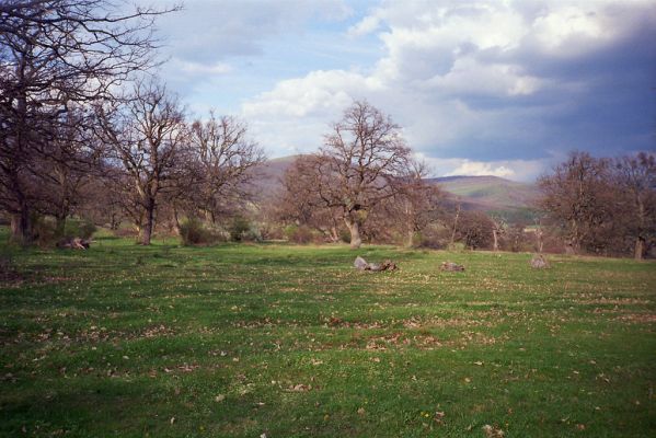 Dobrá Niva, 28.4.2001
Pastevní les Gavurky.
Mots-clés: Dobrá Niva Gavurky