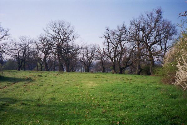 Dobrá Niva, 29.4.2001
Pastevní les Gavurky.


Klíčová slova: Dobrá Niva Gavurky