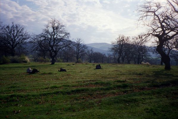 Dobrá Niva, 29.4.2001
Pastevní les Gavurky.
Klíčová slova: Dobrá Niva Gavurky Athous bicolor
