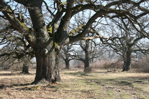 Dobrá Niva, 14.3.2014
Gavurky, starý pastevní les.
Klíčová slova: Dobrá Niva Gavurky Ampedus cardinalis