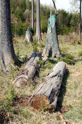 Šumava, Dobrá, 29.4.2011
Trouchnivý kmen smrku (vlevo) na holoseči na východním svahu vrchu Stožečku, osídlený kovaříky Danosoma fasciata.
Keywords: Šumava Dobrá Stožeček Stožec Danosoma fasciata Ampedus karpathicus aethiops