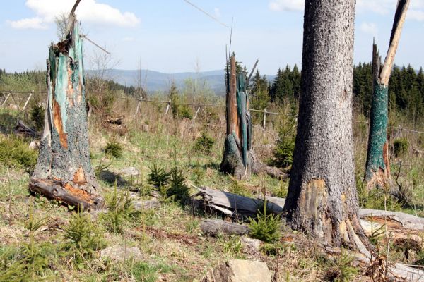 Šumava, Dobrá, 29.4.2011
Chemicky sterilizované pahýly kmenů smrků na holoseči na východním svahu vrchu Stožečku.
Klíčová slova: Šumava Dobrá Stožeček Stožec Danosoma fasciata Ampedus karpathicus aethiops