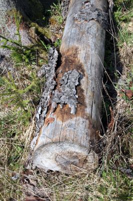 Šumava, Dobrá, 29.4.2011
Trouchnivý kmen smrku na holoseči na východním svahu vrchu Stožečku, osídlený kovaříky Danosoma fasciata.
Klíčová slova: Šumava Dobrá Stožeček Stožec Danosoma fasciata Ampedus karpathicus aethiops