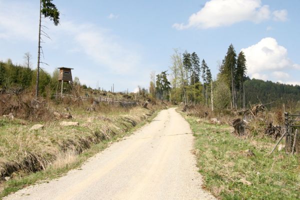 Šumava, Dobrá, 29.4.2011
Holoseče na severním svahu Stožečku u cesty ke Stožci.
Schlüsselwörter: Šumava Dobrá Stožeček Stožec