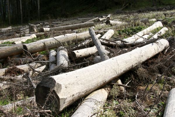 Šumava, Stožec, 29.4.2011
Odkorněné rozřezané kmeny smrků na holoseči na jižním svahu vrchu Stožec. Podle představ ochranářů zde bude za třista let nádherný prales...
Klíčová slova: Šumava Stožec