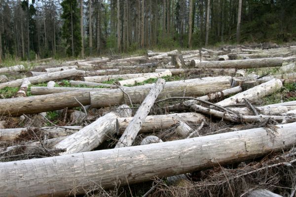 Šumava, Stožec, 29.4.2011
Odkorněné rozřezané kmeny smrků na holoseči na jižním svahu vrchu Stožec. Podle představ ochranářů zde bude za třista let nádherný prales...
Schlüsselwörter: Šumava Stožec