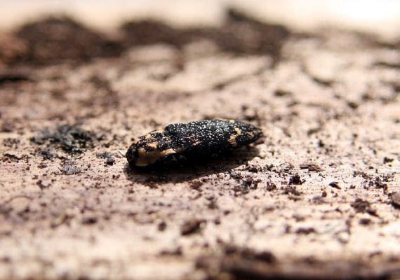 Šumava, Dobrá, 29.4.2011
Kovařík Danosoma fasciata pod kůrou padlého kmene smrku.
Schlüsselwörter: Šumava Dobrá Stožec Danosoma fasciata