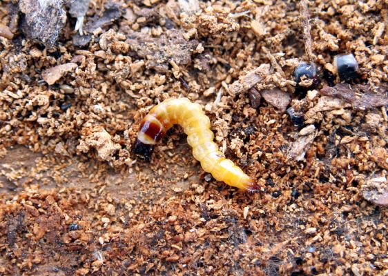 Šumava, Dobrá, 29.4.2011
Larva kovaříka Danosoma fasciata v drti pod kůrou padlého kmene smrku.
Mots-clés: Šumava Dobrá Stožec Danosoma fasciata