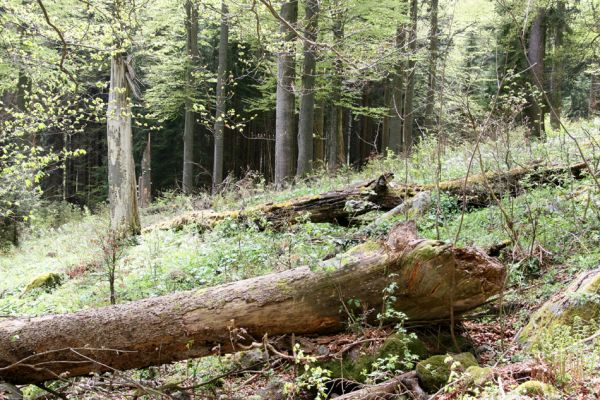 Šumava, Stožec, 29.4.2011
Padlá jedle na vrchu Stožec, osídlená roháčky Ceruchus chrysomelinus. 
Mots-clés: Šumava Dobrá Stožec