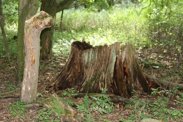 Dobřenice, 20.8.2015
Zámecký park.


Klíčová slova: Dobřenice zámecký park