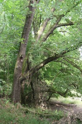 Dobřenice, 20.8.2015
Zámecký park.


Klíčová slova: Dobřenice zámecký park